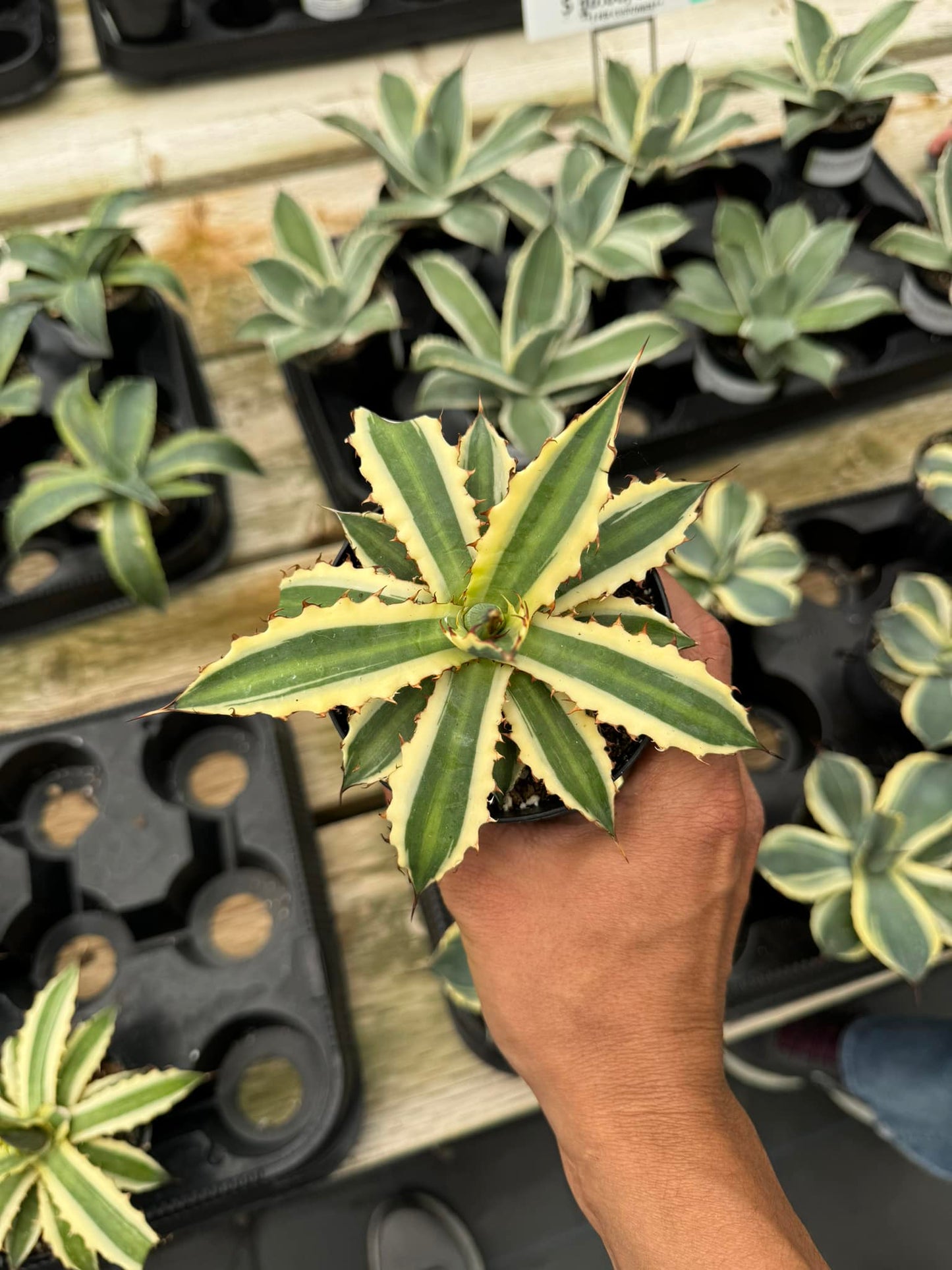 Agave xilonacantha ‘frostbite’