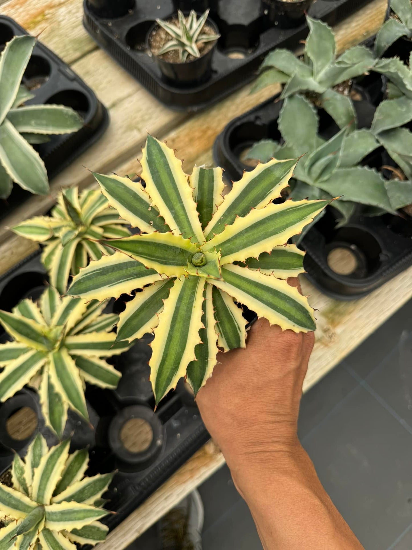 Agave xilonacantha ‘frostbite’