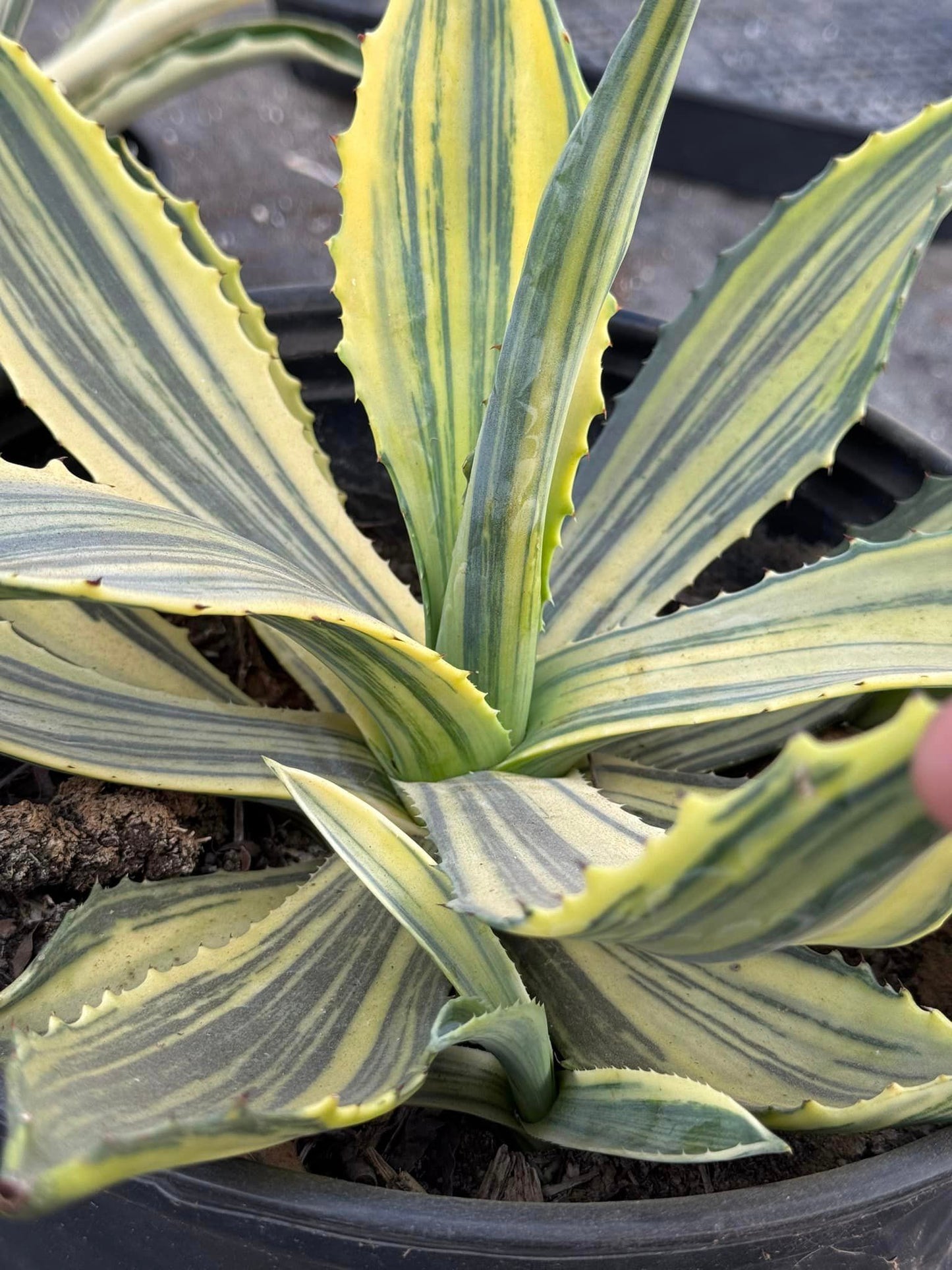 Agave americana striata variegado jumbo