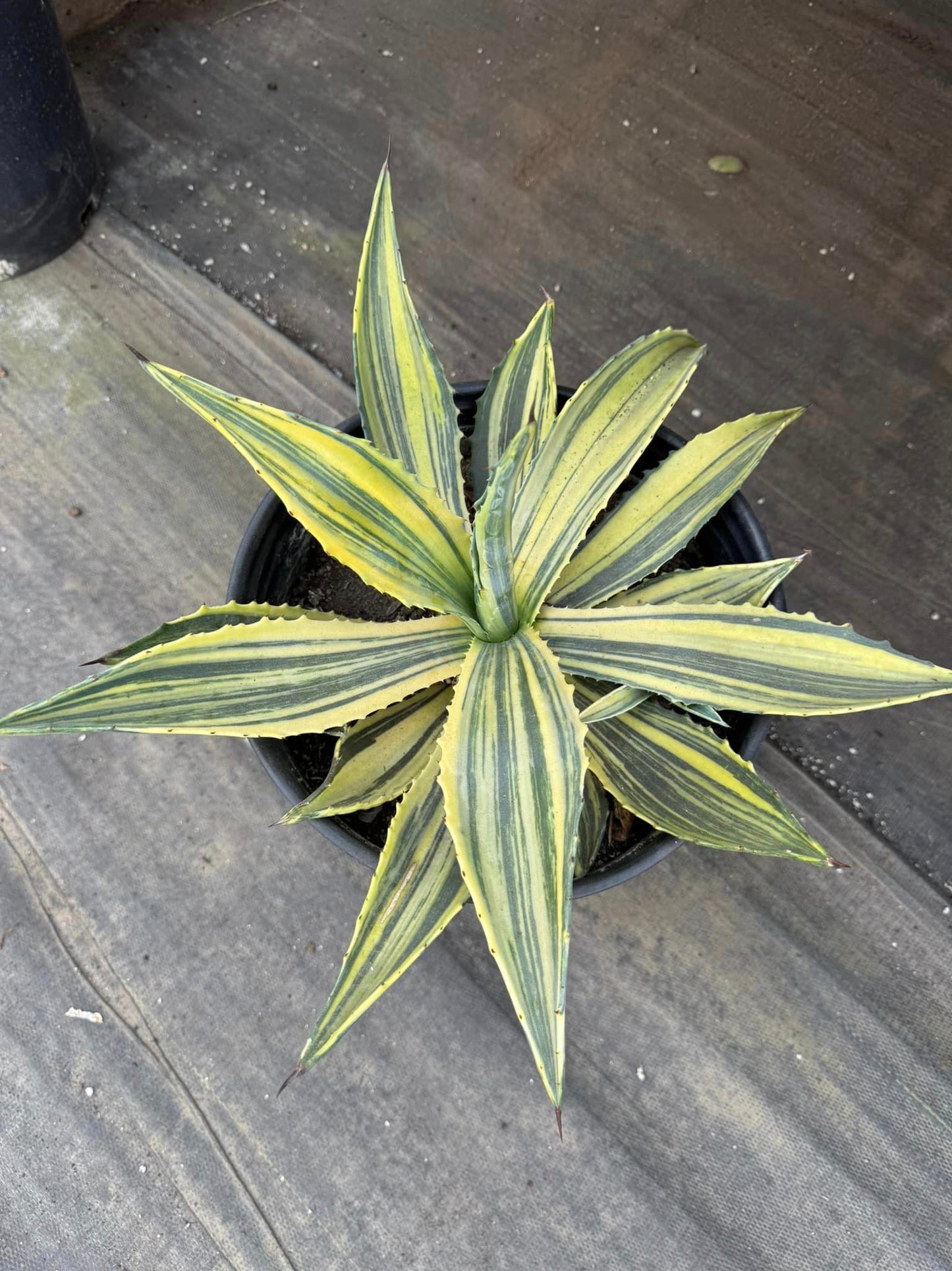 Agave americana striata variegado jumbo