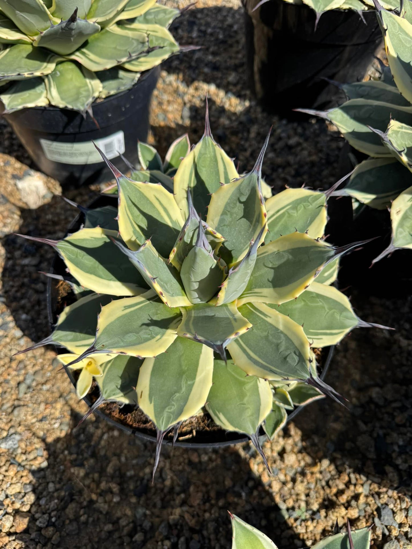 Agave aplanatta ‘cream spike’