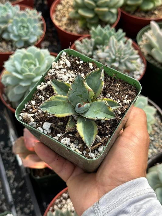 Agave black and blue variegado