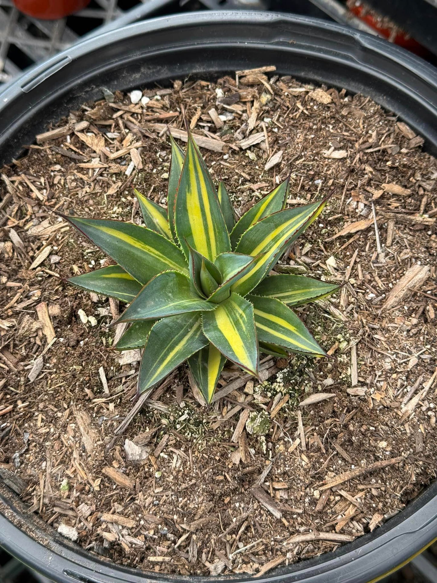 Agave burgundy striata variegado