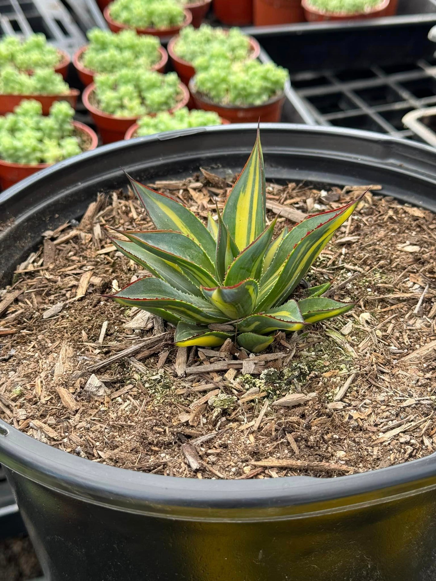 Agave burgundy striata variegado