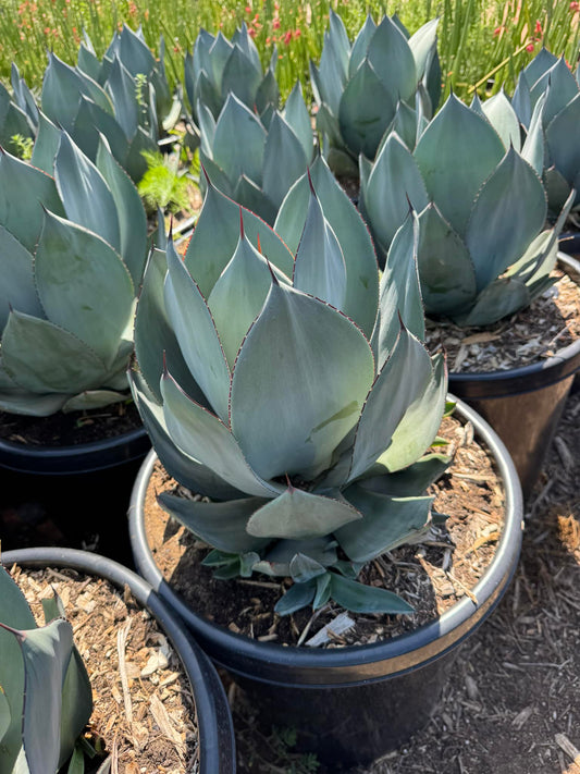 Agave celsii nova jumbo