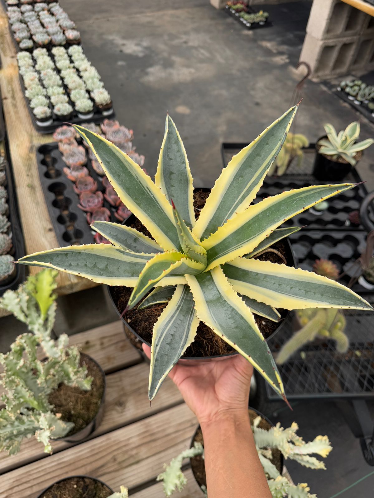 Agave cornelius starlight 8”