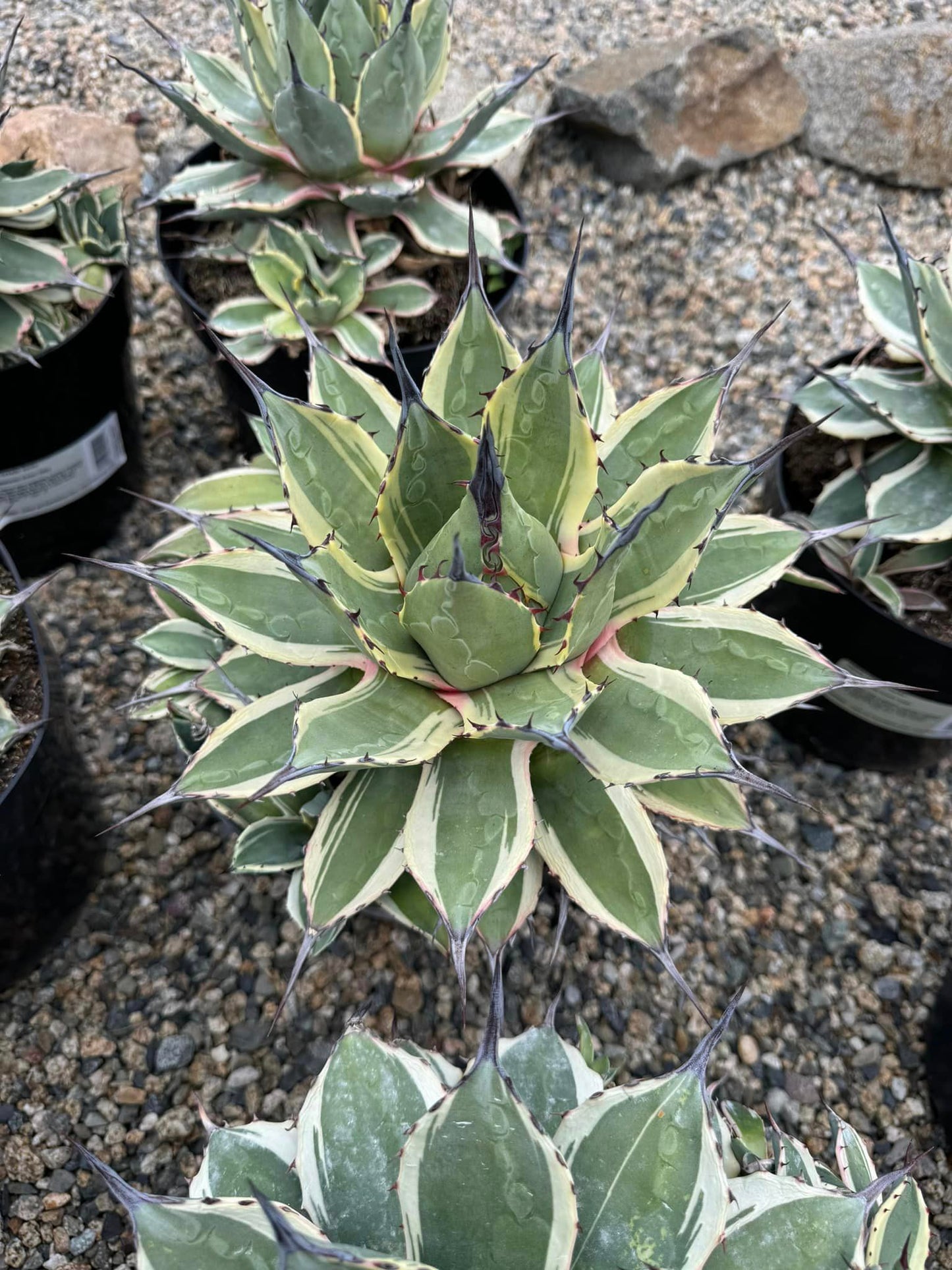 Agave aplanatta ‘cream spike’