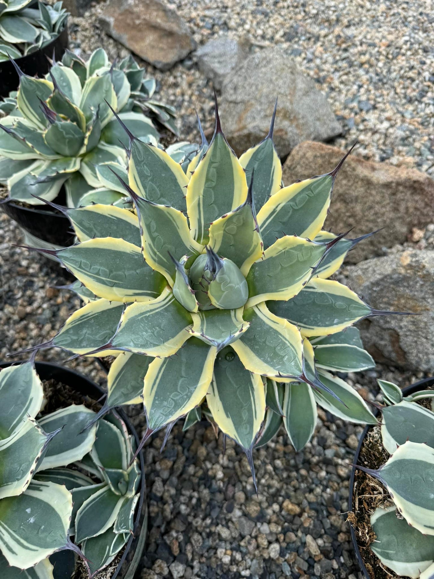 Agave aplanatta ‘cream spike’