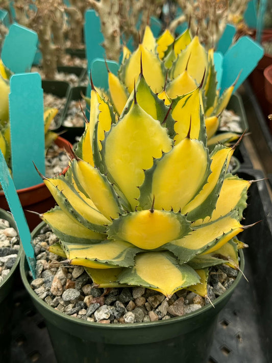 Agave isthmensis ‘rum runner’