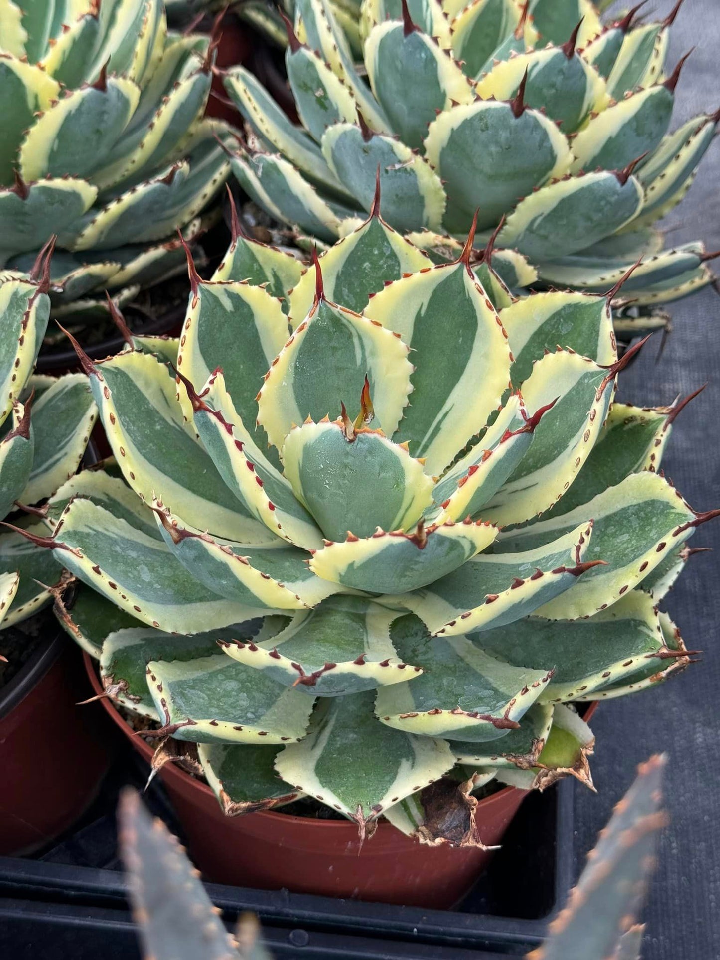 Agave kisho kan os