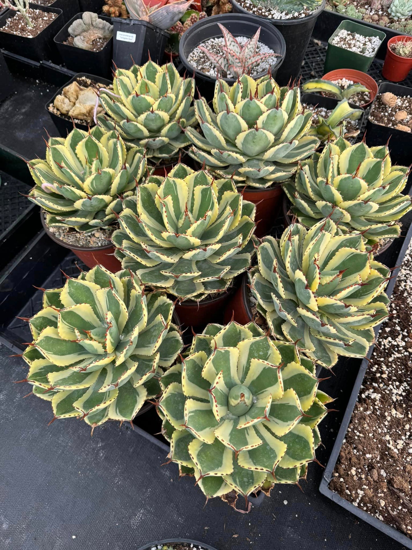 Agave kisho kan os