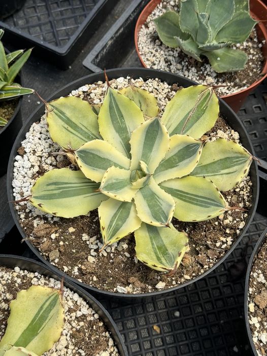 Agave kissho khan ‘desert Diamond’