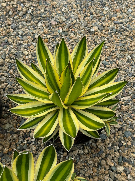 Agave lophantha cuadricolor