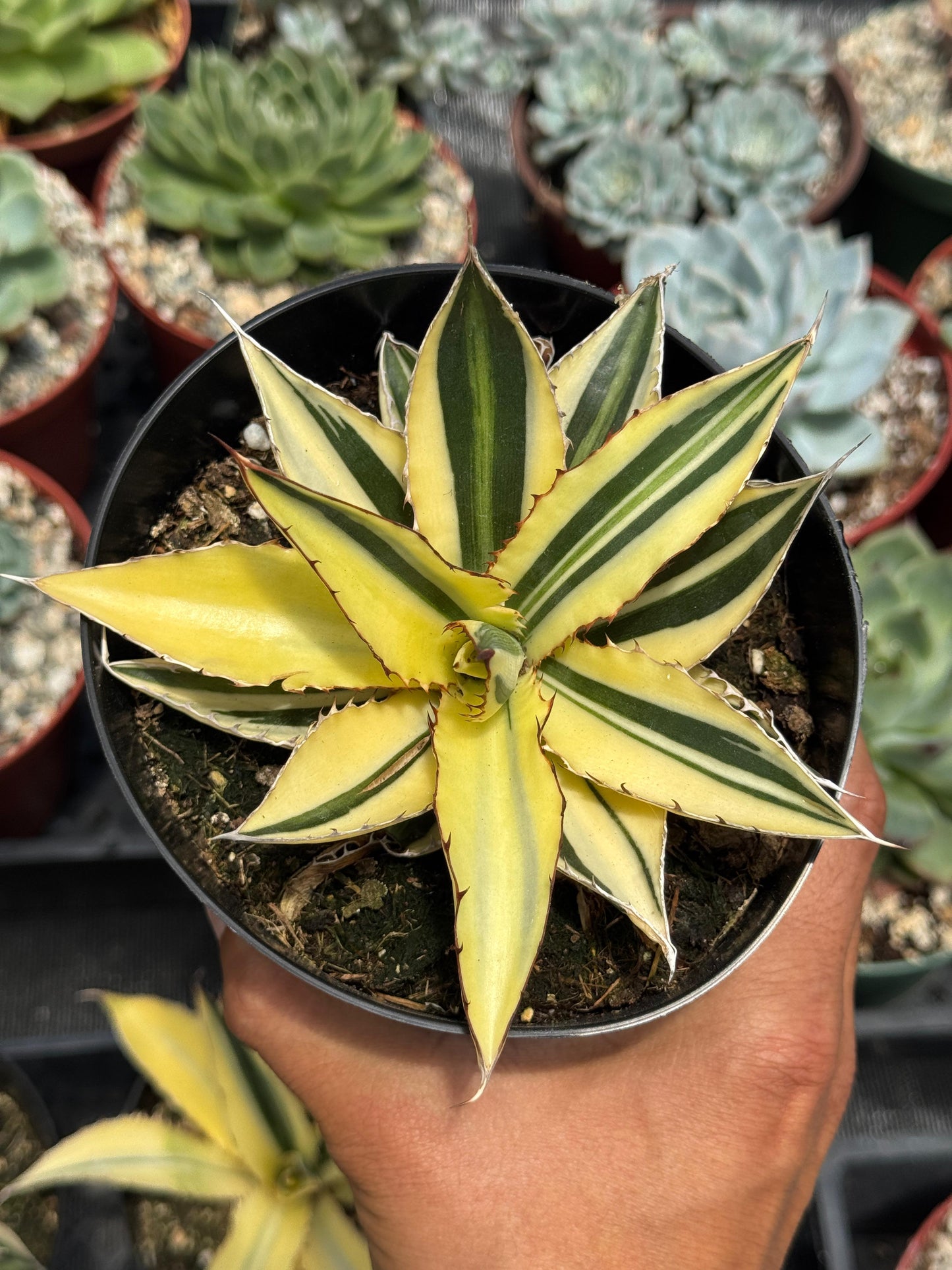 Agave lophantha quadricolor half moon Variegado