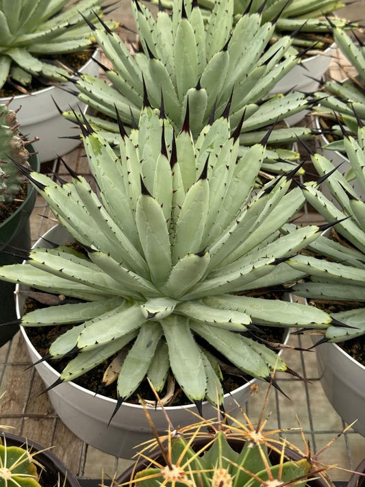 Agave macroacantha