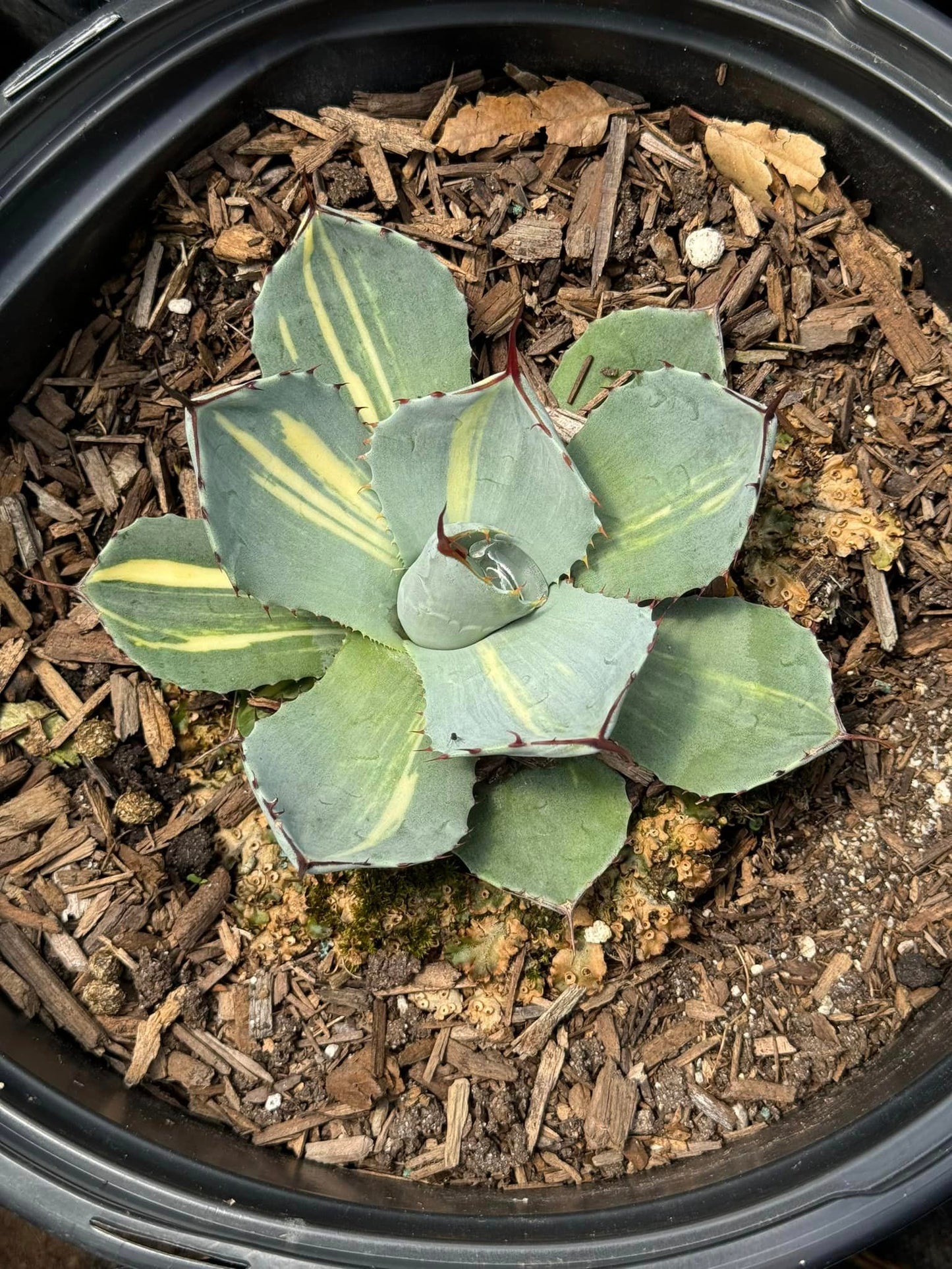 Agave parryi variegado