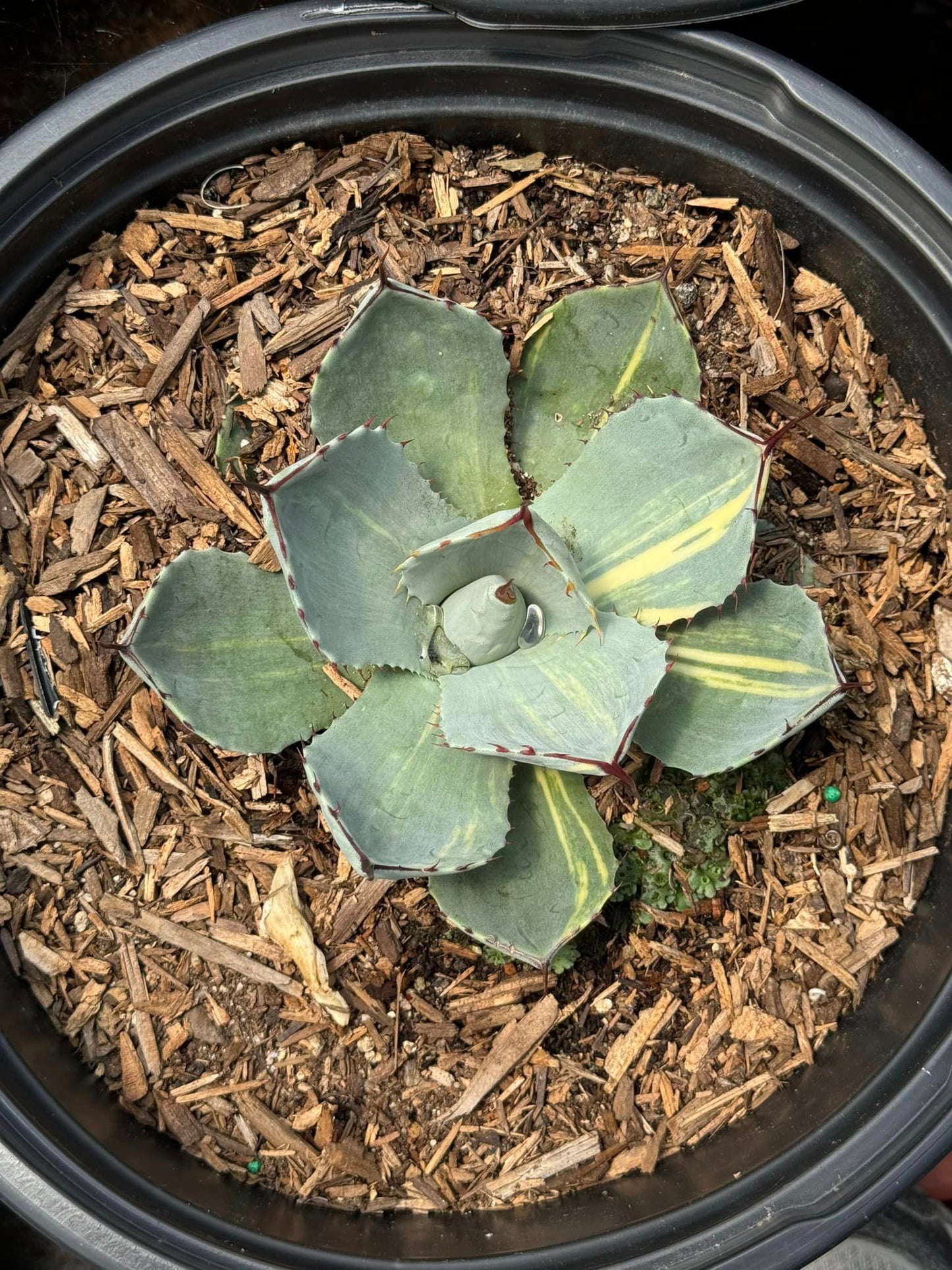 Agave parryi variegado