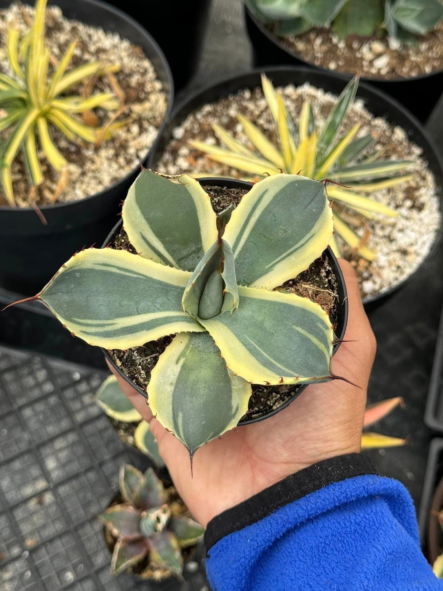 Agave parryi truncata ‘orizaba’