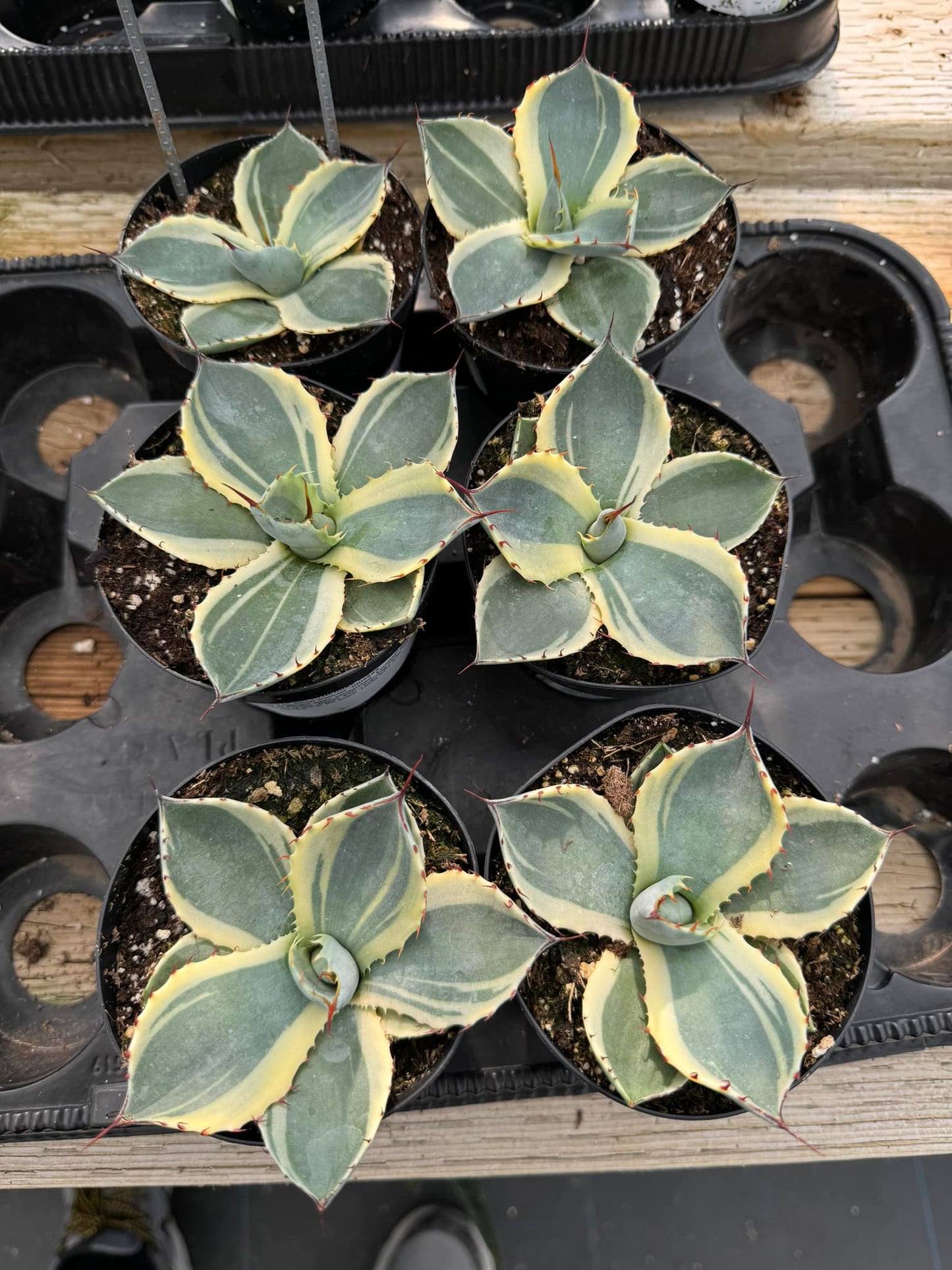 Agave parryi truncata ‘orizaba’