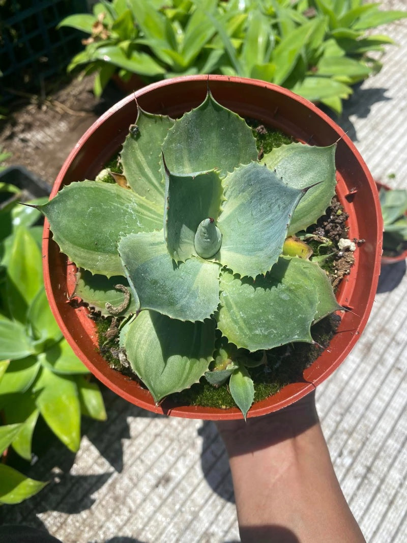 Agave parryi var. truncata Variegada