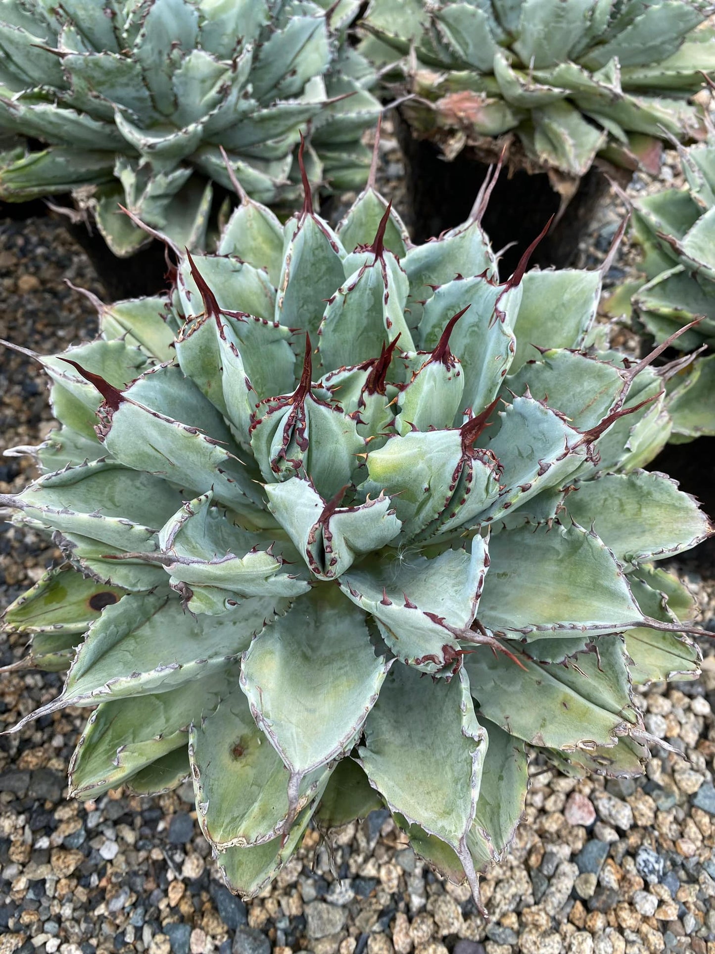 Agave potatorum ‘Cubic’ 8”