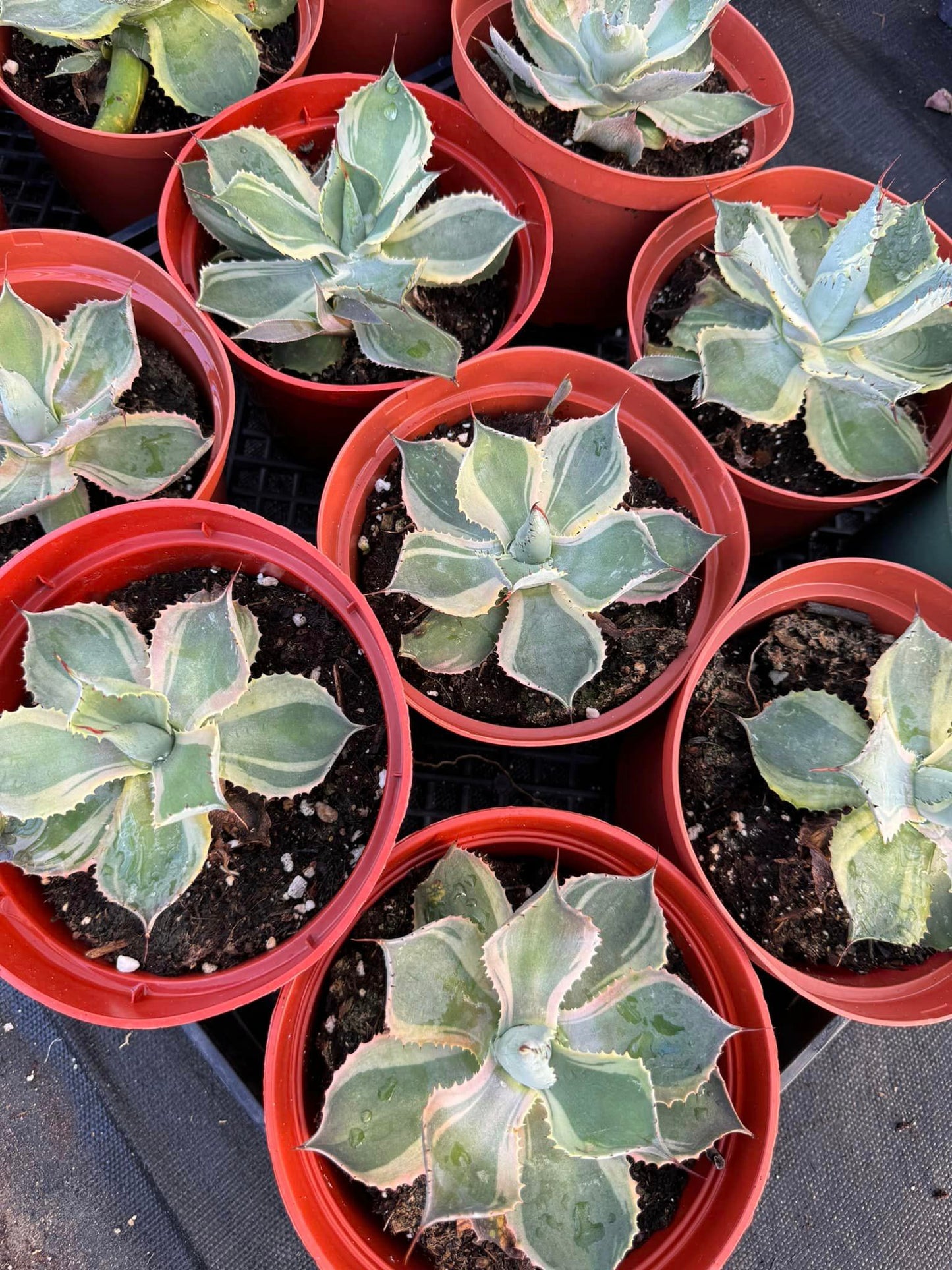 Agave potatorum 'Trade Winds'