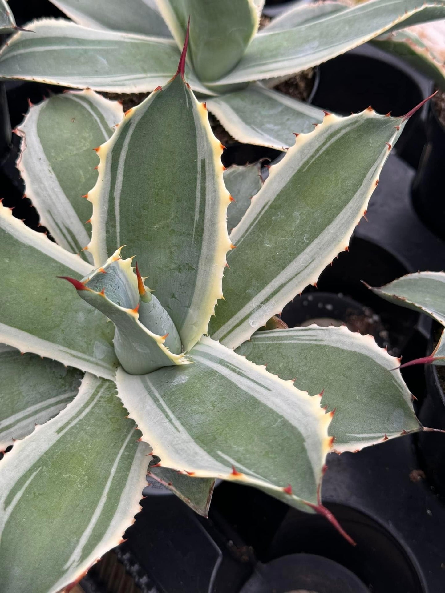 Agave potatorum snowfall