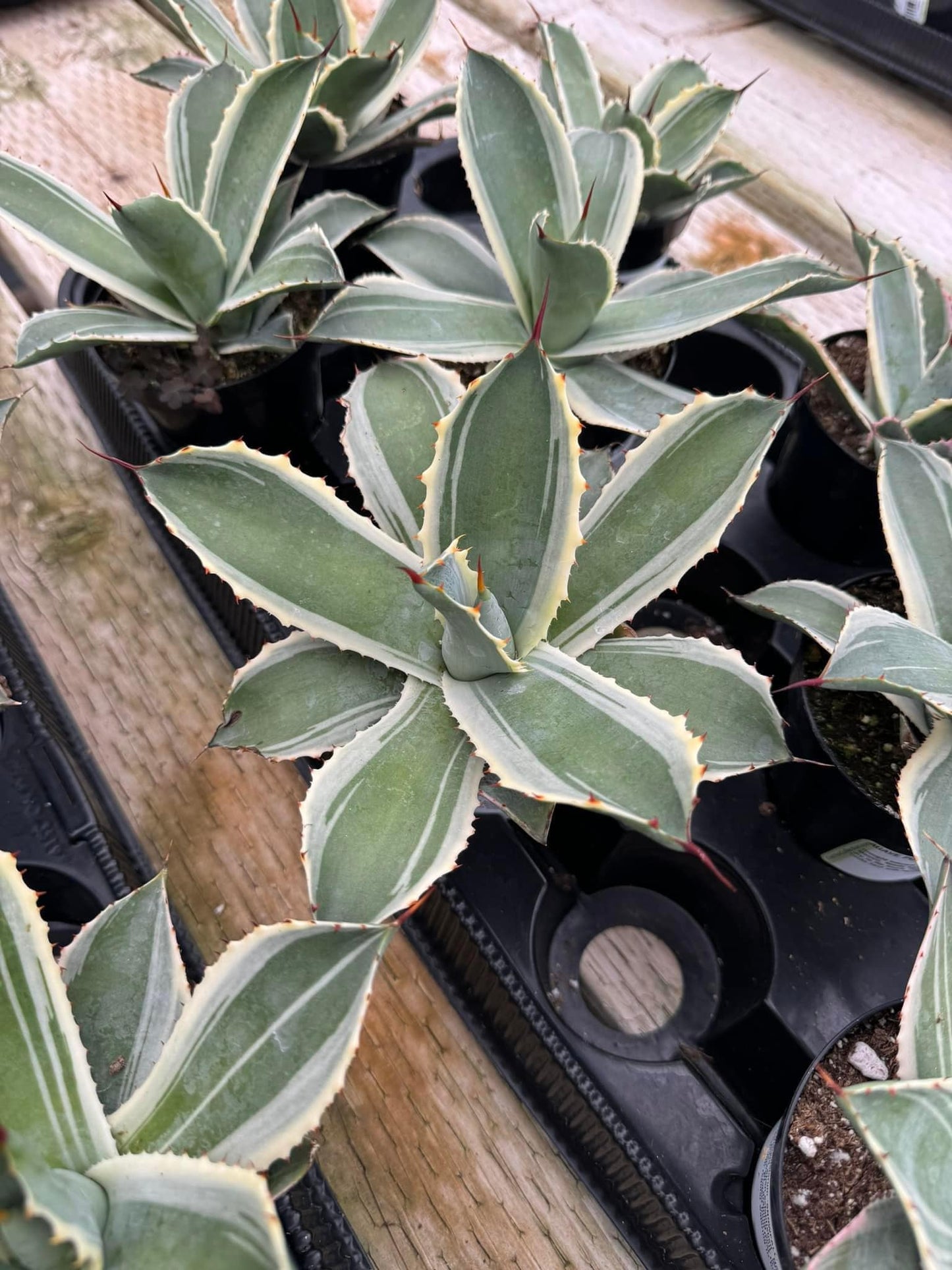 Agave potatorum snowfall