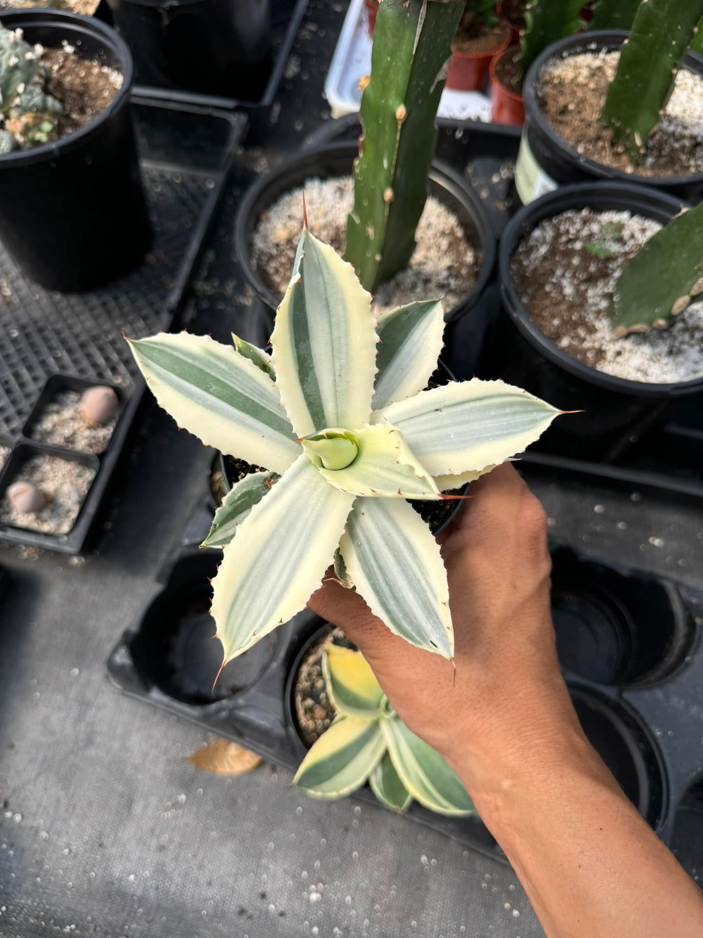 Agave potatorum snowfall áurea variegado