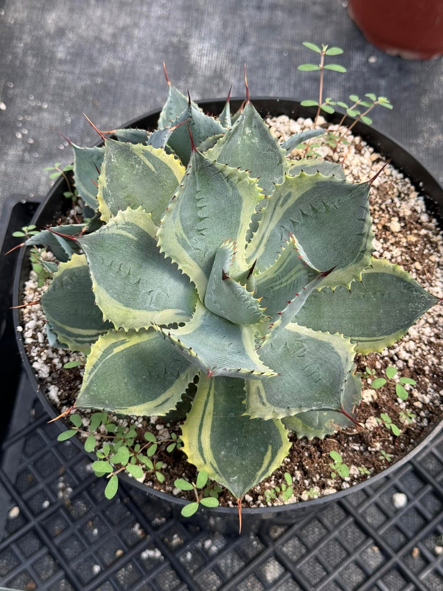 Agave potatorum trade wings