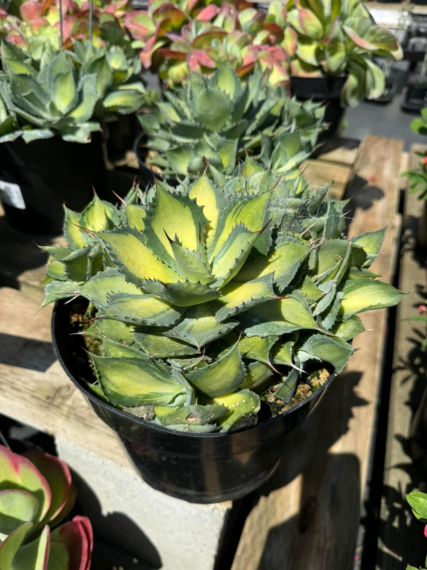 Agave rumm runner