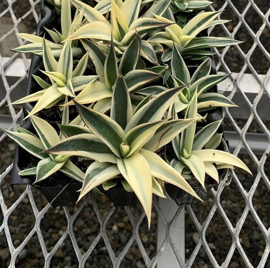 Agave snowglow half moon variegado