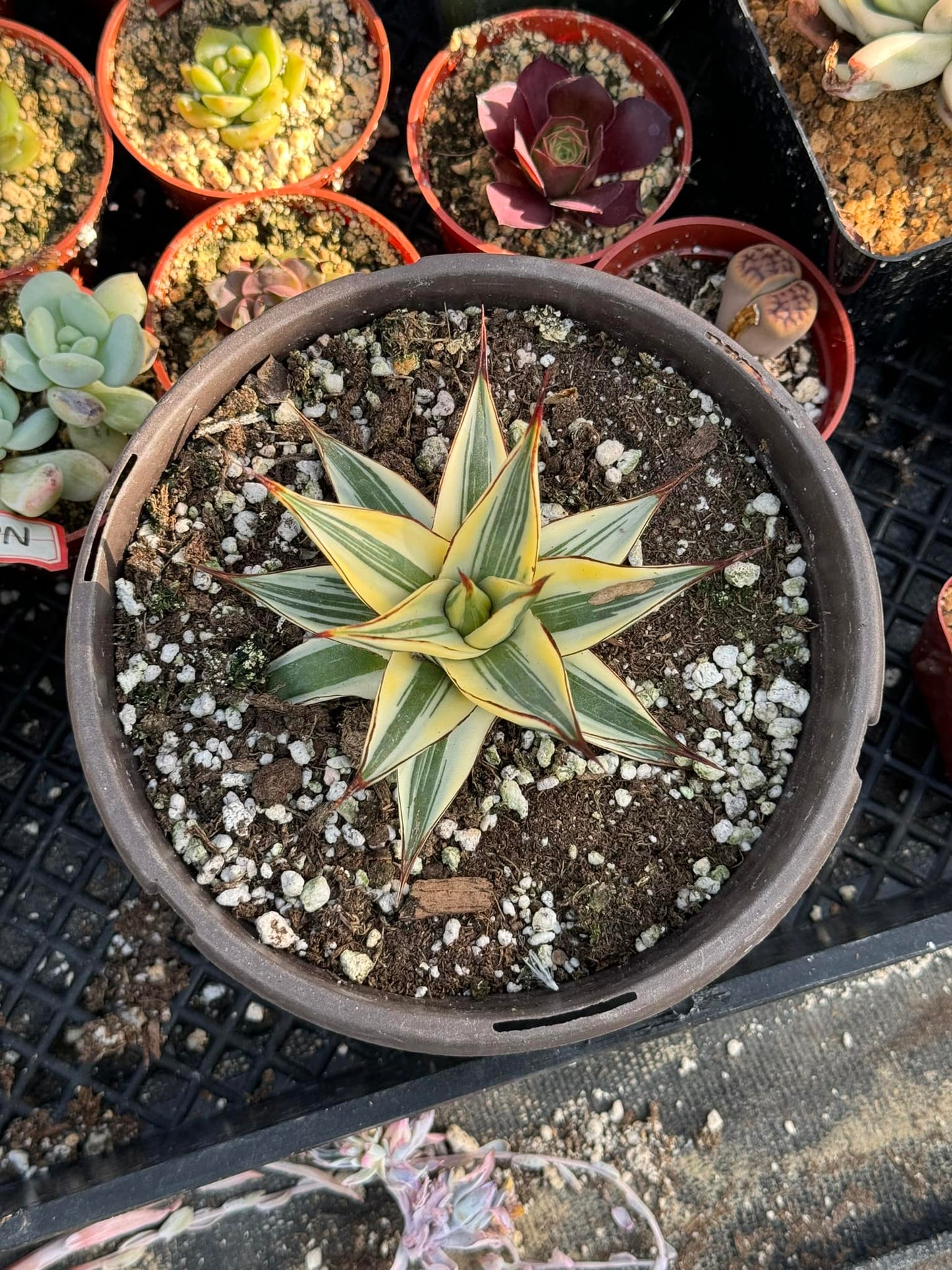 Agave sunglow con extra variegado