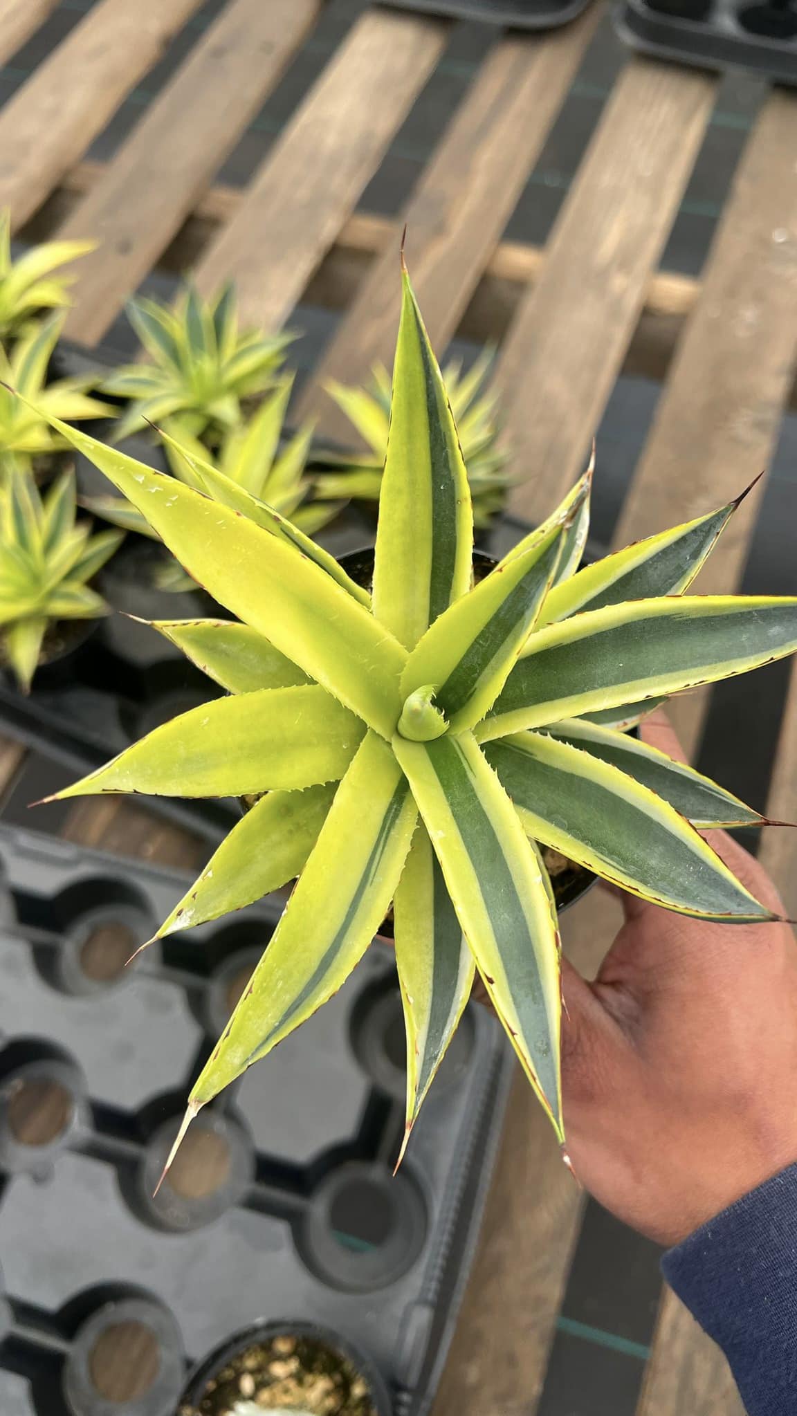 Agave sunglow half moon