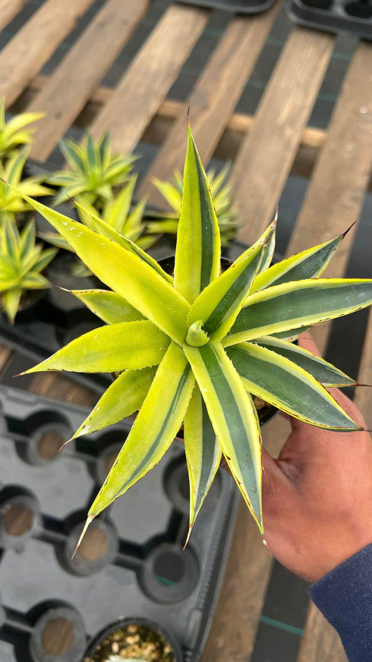 Agave sunglow half moon