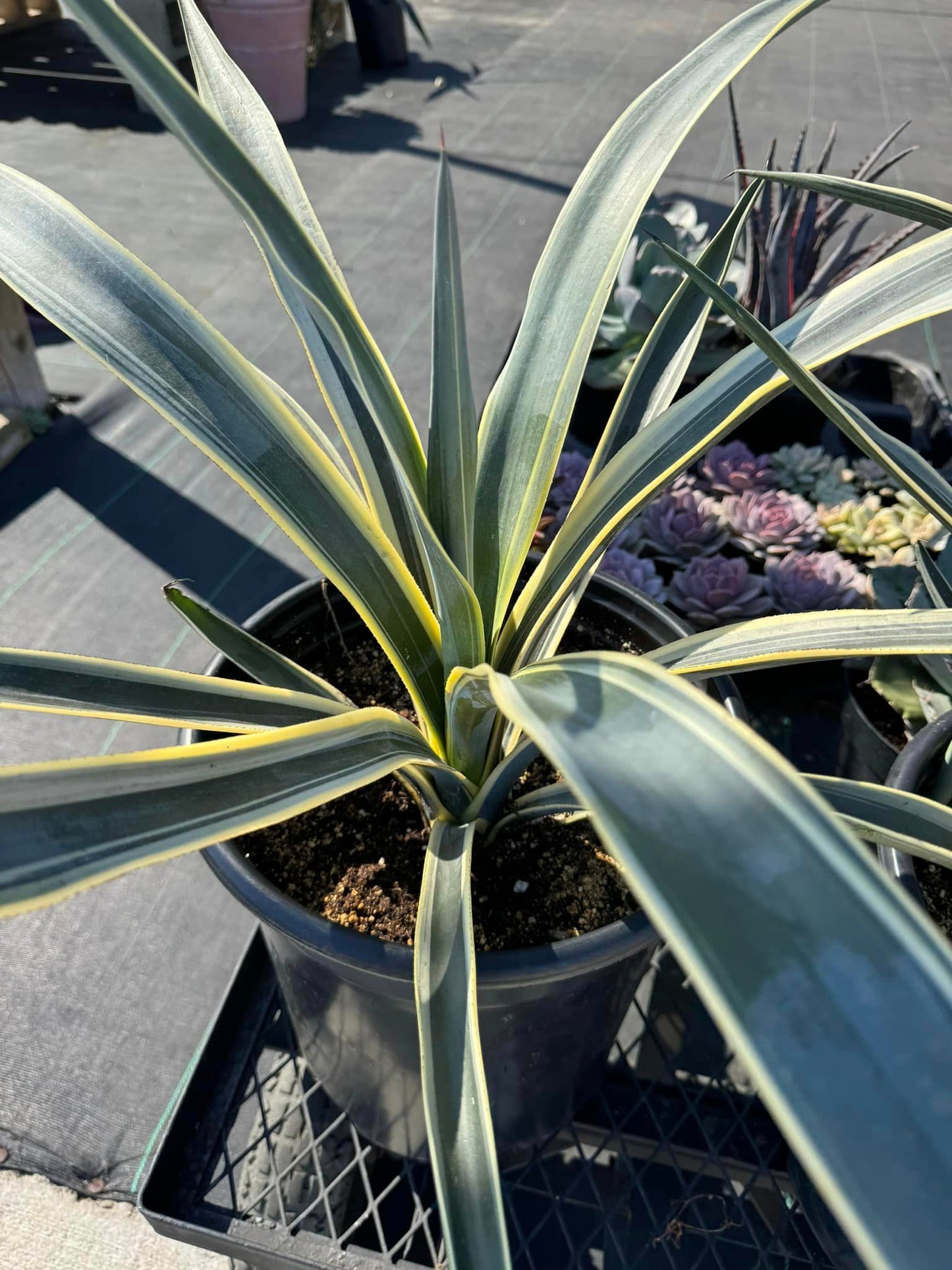 Agave tequilana variegado