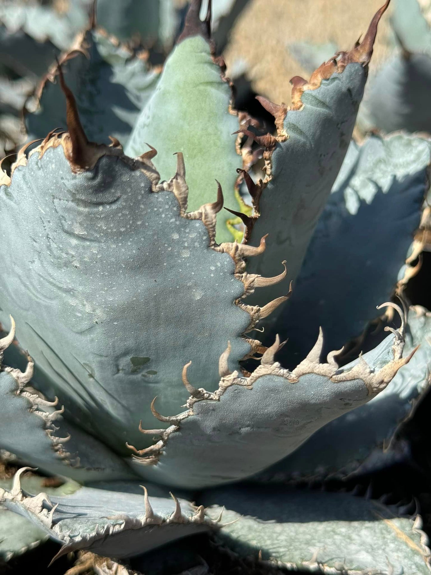 Agave titanota ‘lions mane’