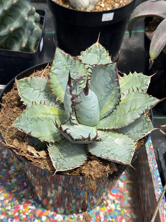 Agave titanota ‘lions mane’ variegado