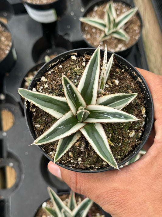 Agave white rhinno 5”