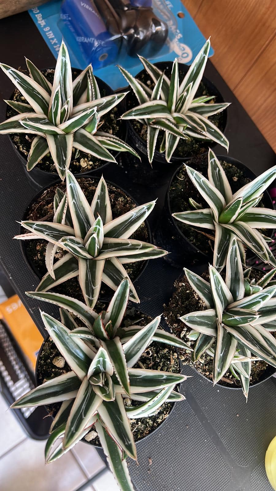 Agave white rhinno