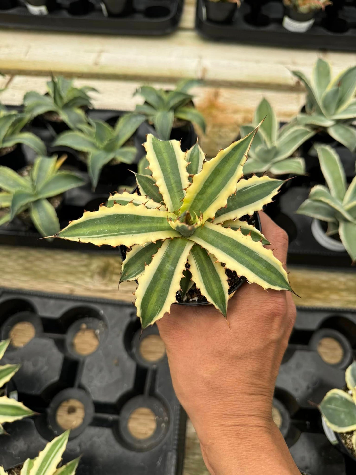 Agave xilonacantha ‘frostbite’