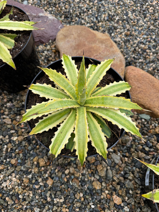Agave xylonacantha frostbite 8”