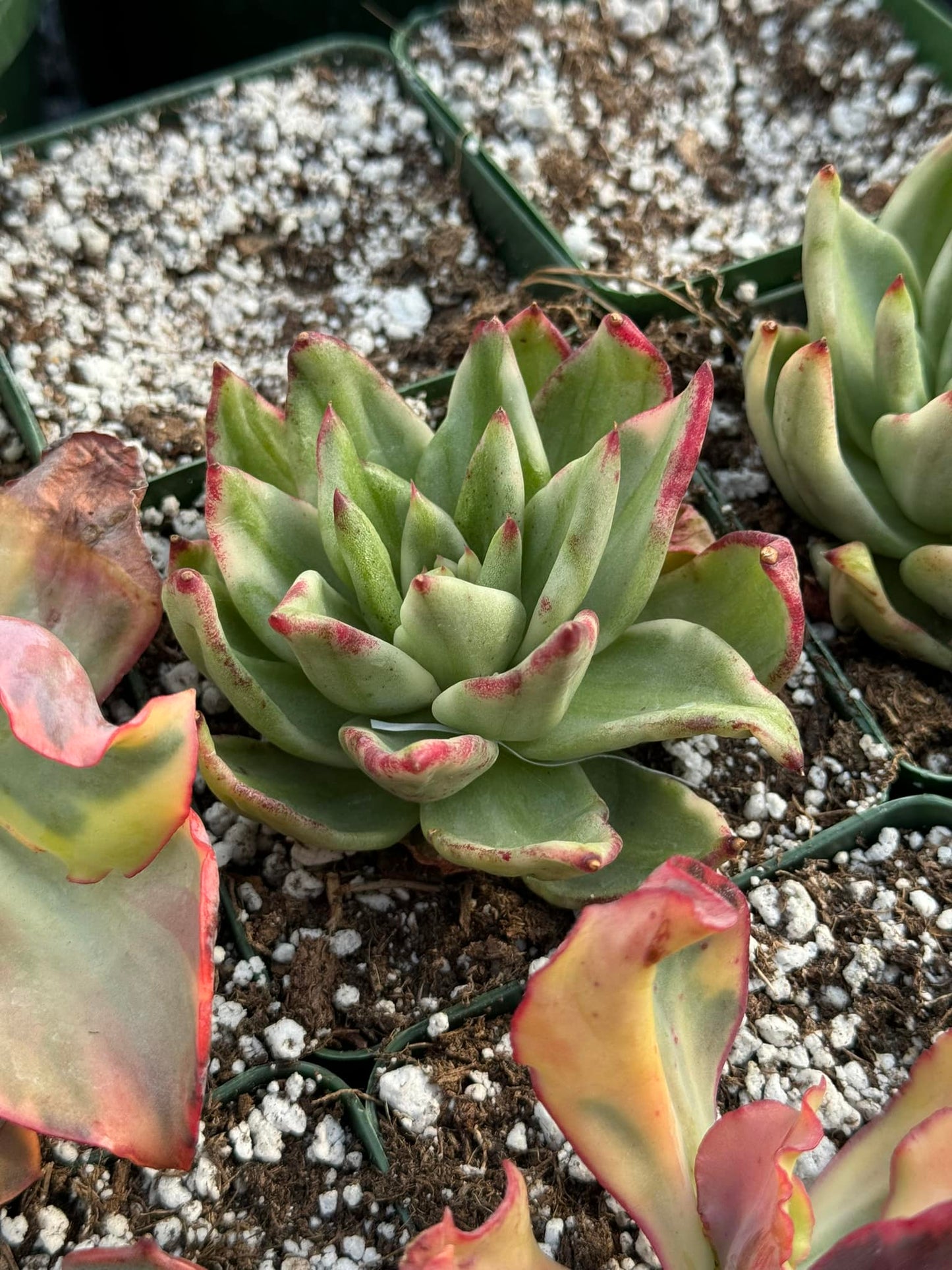 Agavoide elk horn variegado