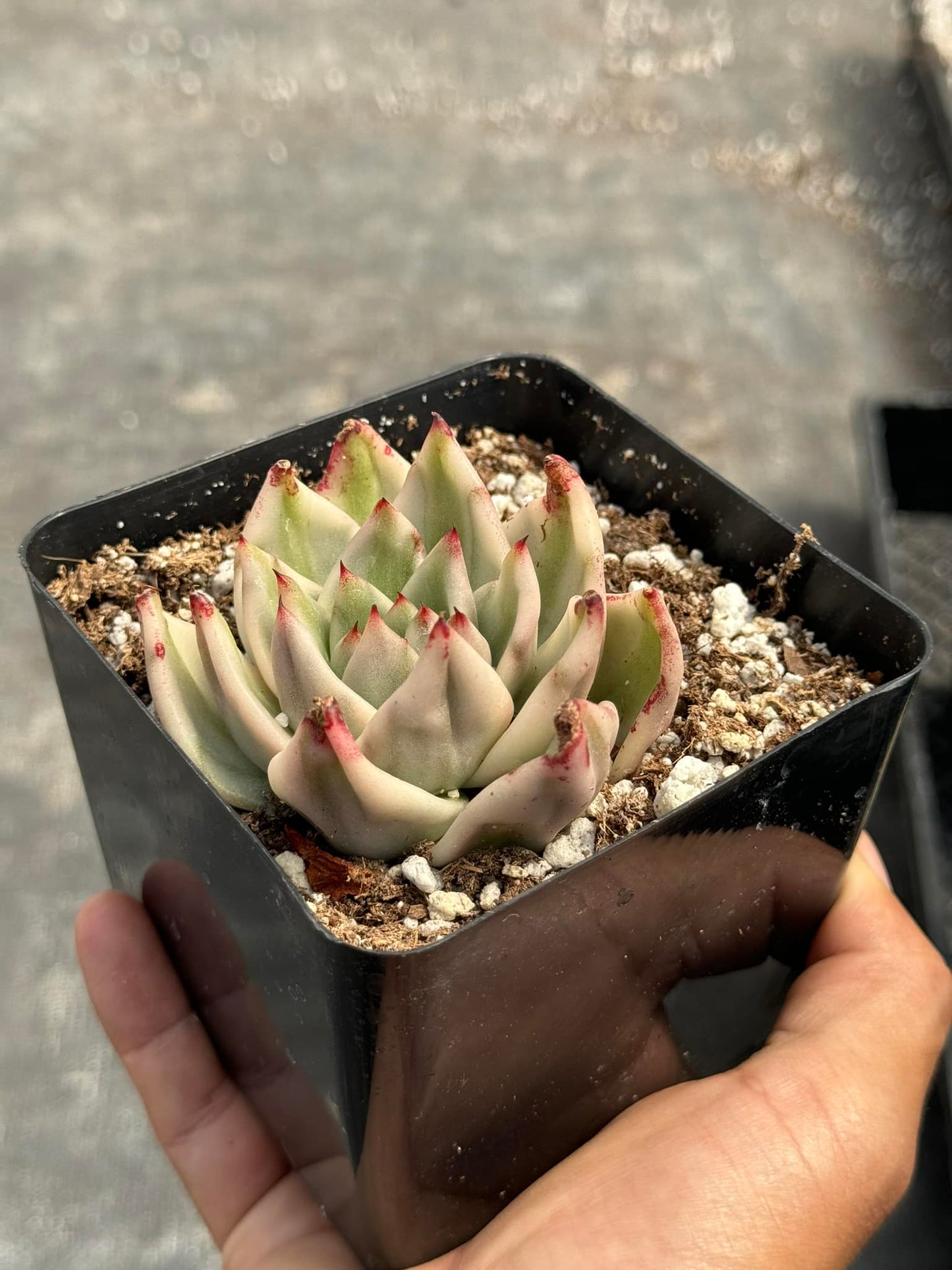 Agavoide elk horn variegado