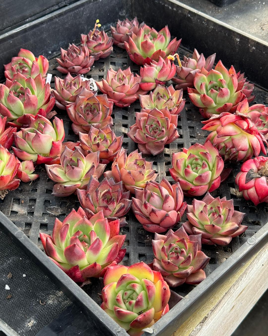 Agavoides rubra