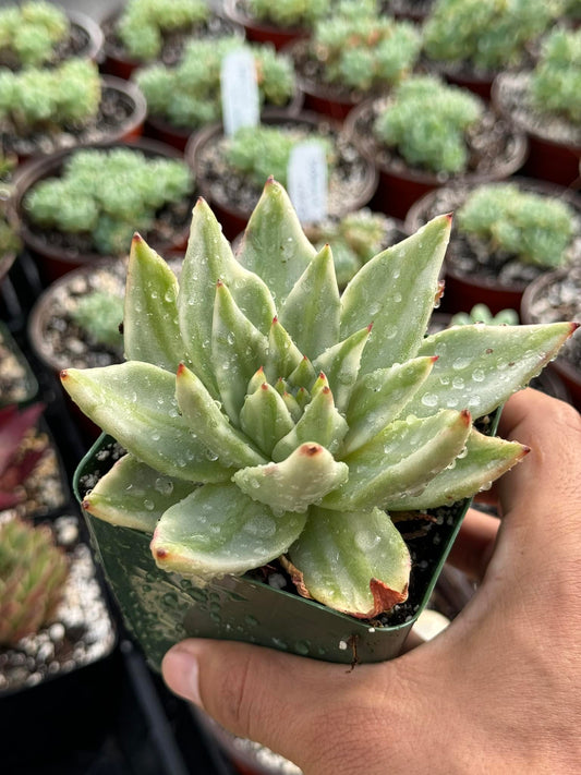 Agavoides elk horn variegado