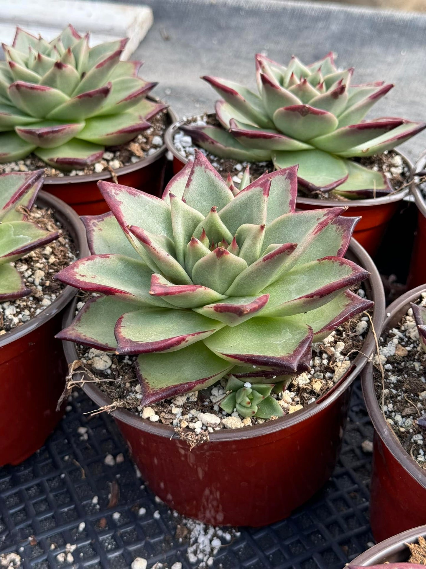 Agavoides ebony