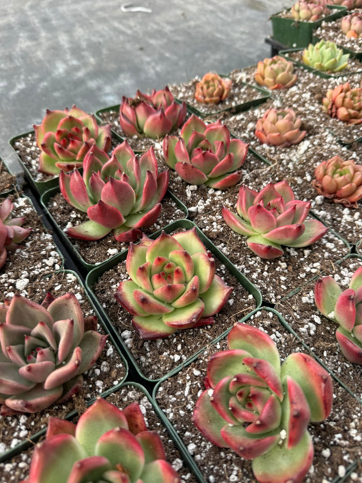 Agavoides rubra