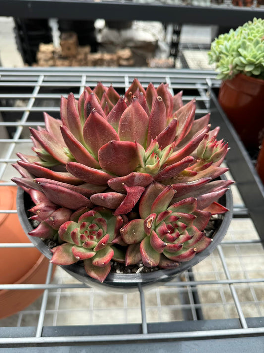 Agavoides rubra cluster jumbo