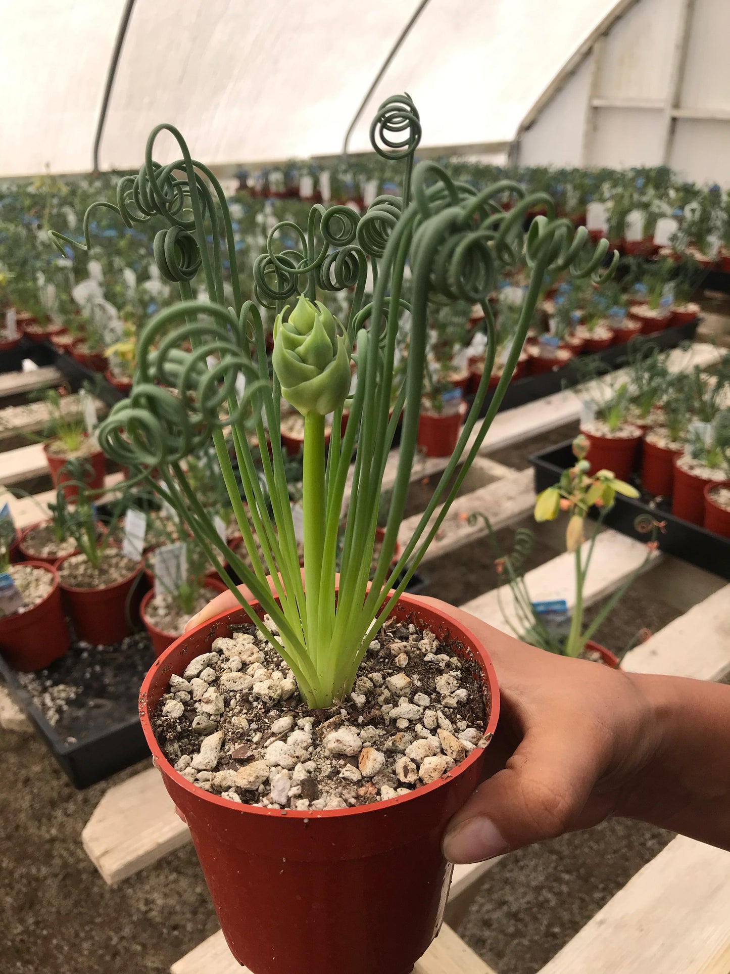 Albuca spiralis